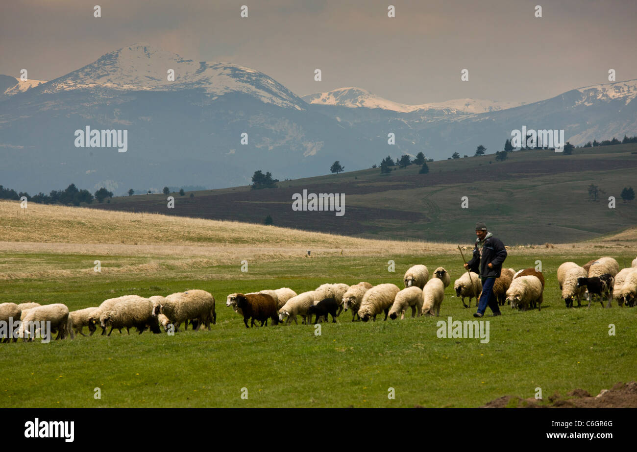 Pastor con oveja grey en pastizales de altura cerca del lago Belmeken, con las montañas más allá de Rila. Bulgaria Foto de stock
