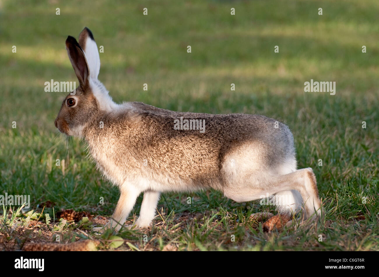 Conejo en estado de máxima alerta en una pradera verde Foto de stock
