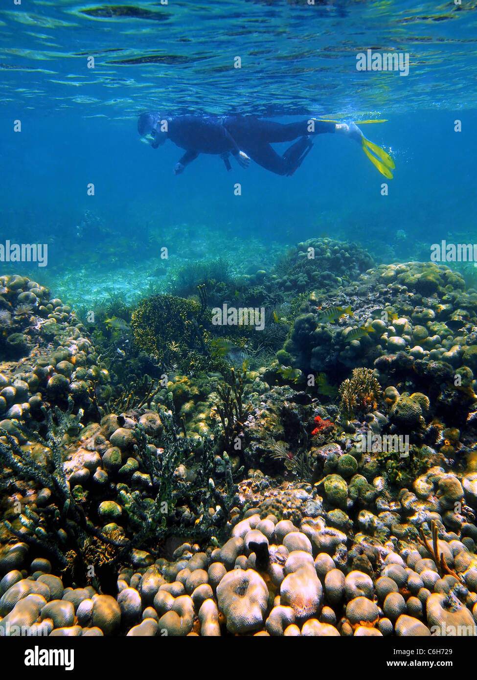 Bucear con corales y peces tropicales en el mar Caribe, Costa Rica Foto de stock