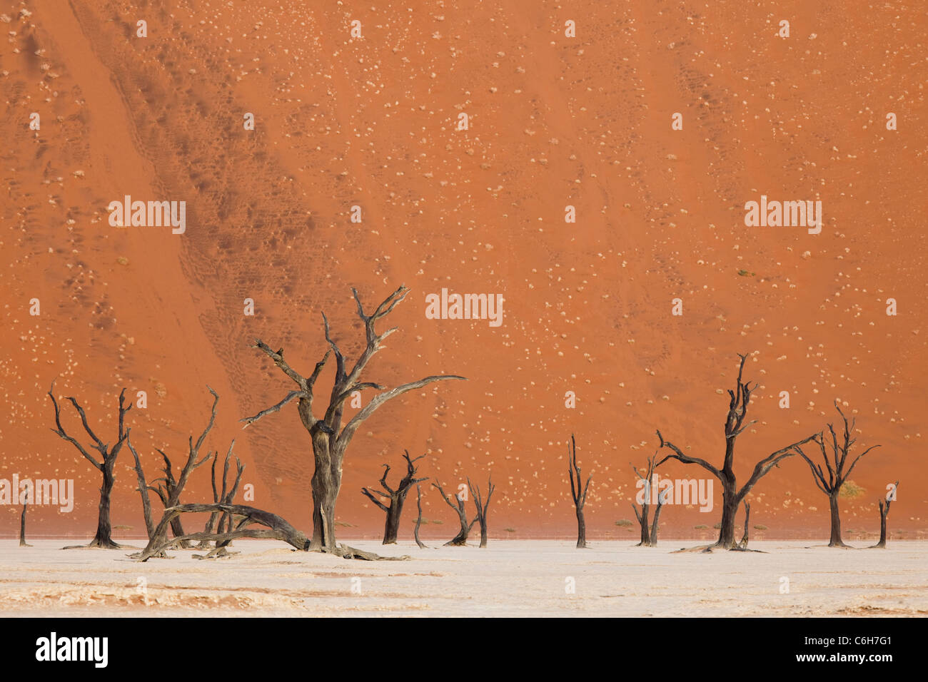 Árboles de acacia muerta contra el fondo de la duna de arena Foto de stock