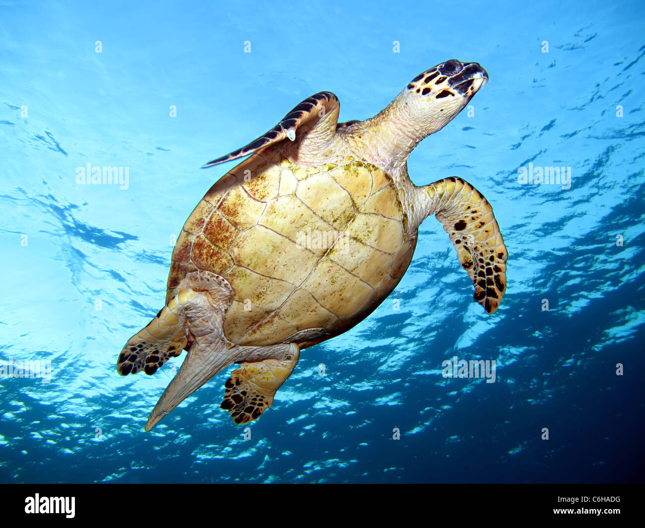 La tortuga carey (Eretmochelys imbricata) Foto de stock