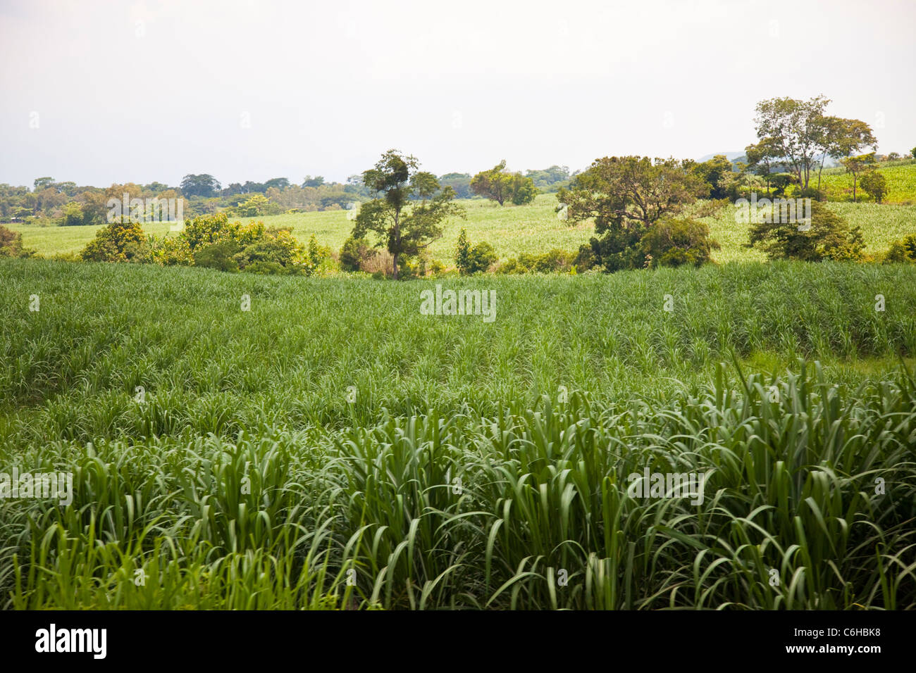 Campos de caña de azúcar, El Salvador Fotografía de stock Alamy