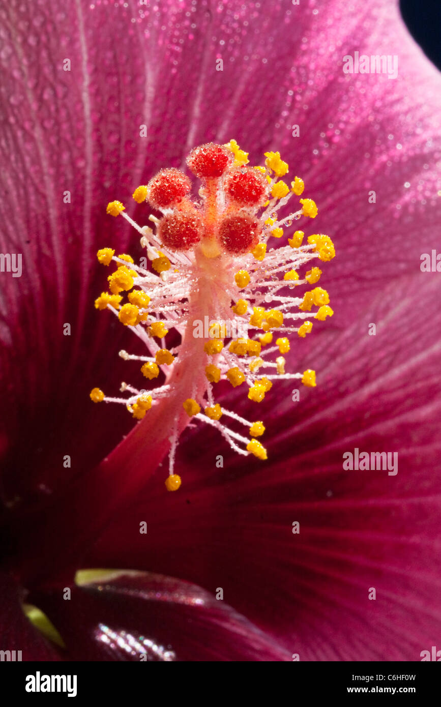 El estigma y las anteras de una flor de hibisco malva Foto de stock