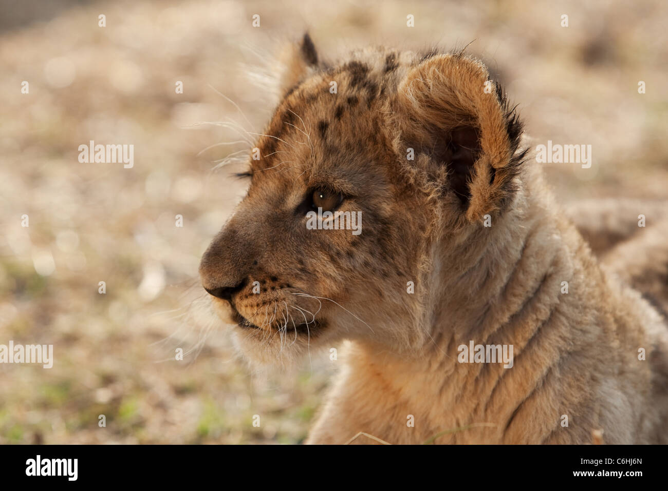 Cachorro de león retrato Foto de stock