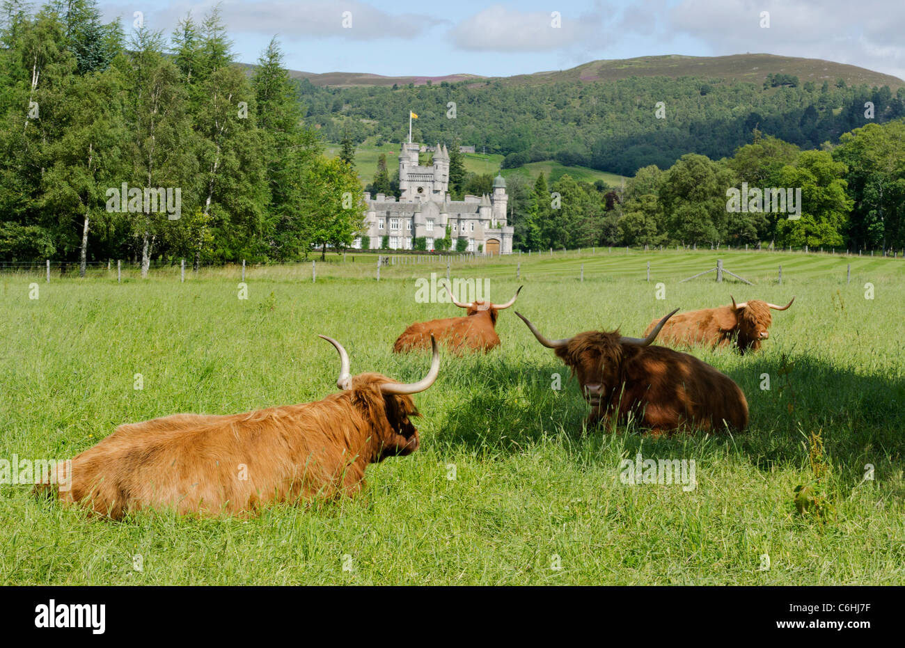 El castillo de Balmoral Royal Deeside - Queen's residencia vista con highland vacas en primer plano Foto de stock