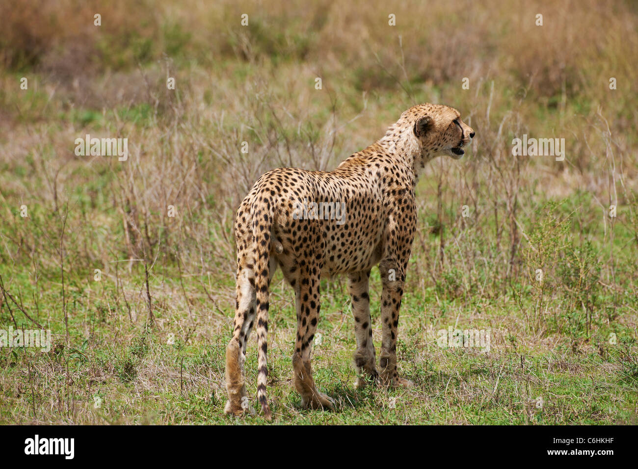 Macho, guepardo Acinonyx jubatus, Serengeti, Tanzania, África Foto de stock