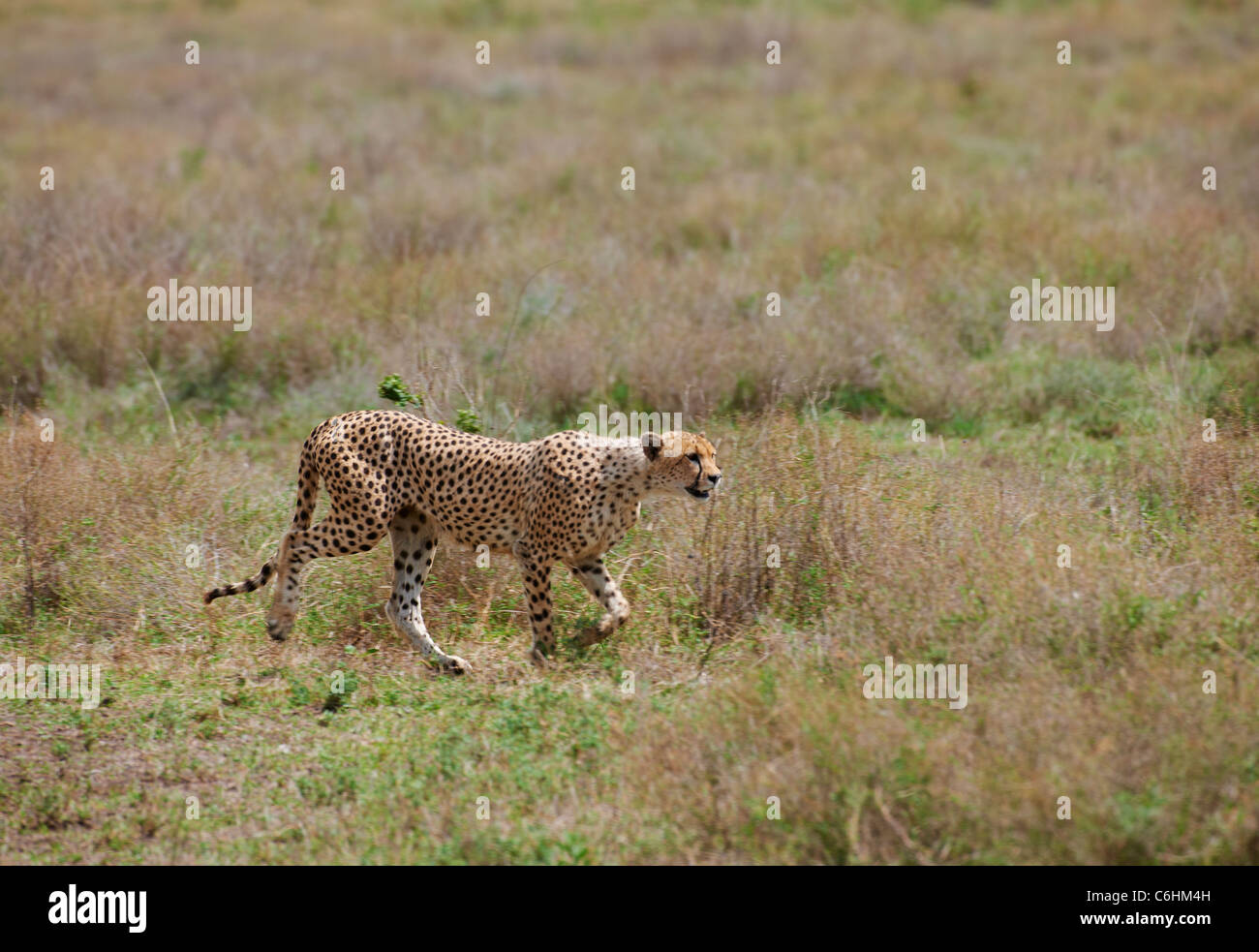 Macho, guepardo Acinonyx jubatus, Serengeti, Tanzania, África Foto de stock
