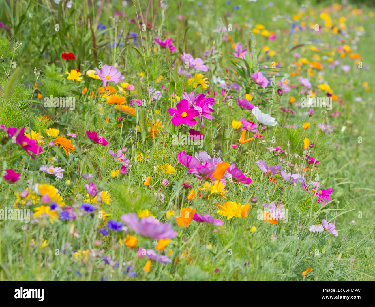 Bellos prados de flores en el Jardín Inglés motín del color / color