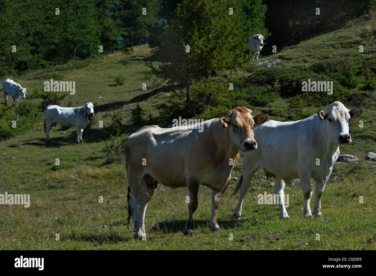 Las vacas que pastan en el Valle de Susa, Piamonte, Italia Foto de stock