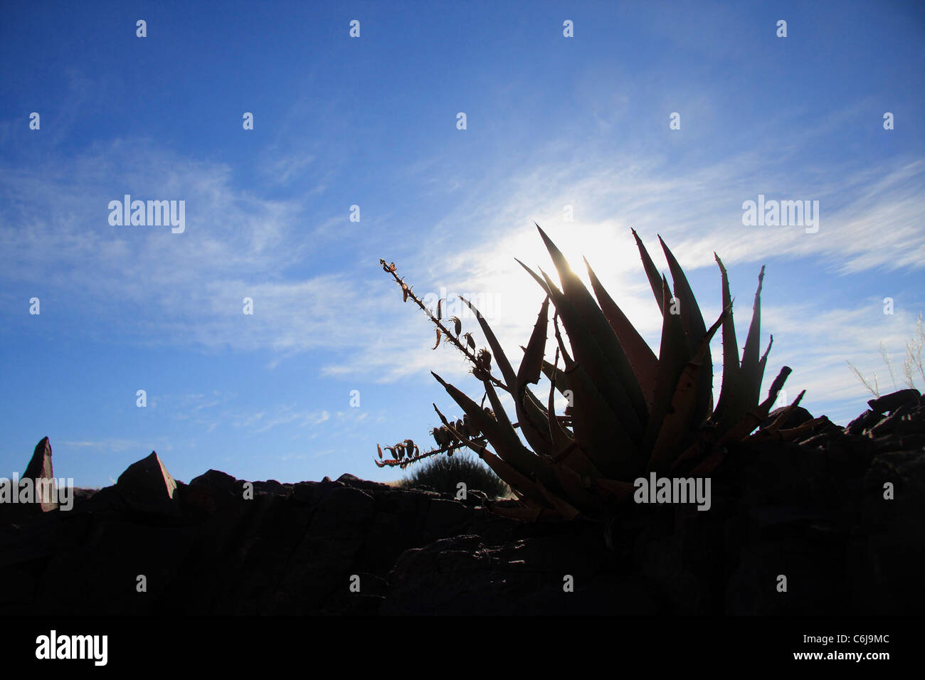Aloe silueta en el horizonte de una cresta rocosa Foto de stock