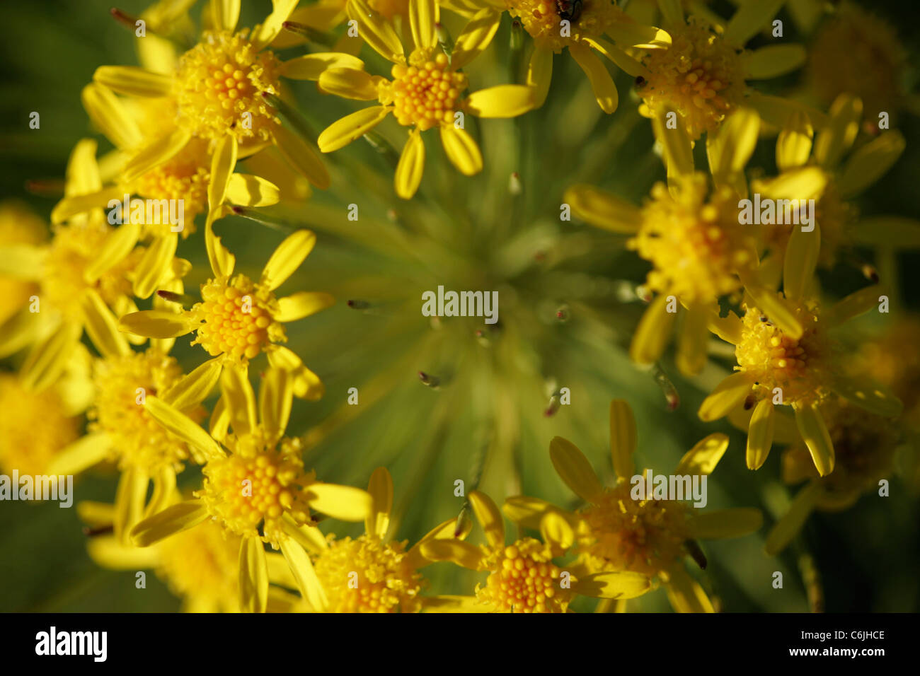 Los pétalos de la flor compuesto amarillo indígenas Foto de stock