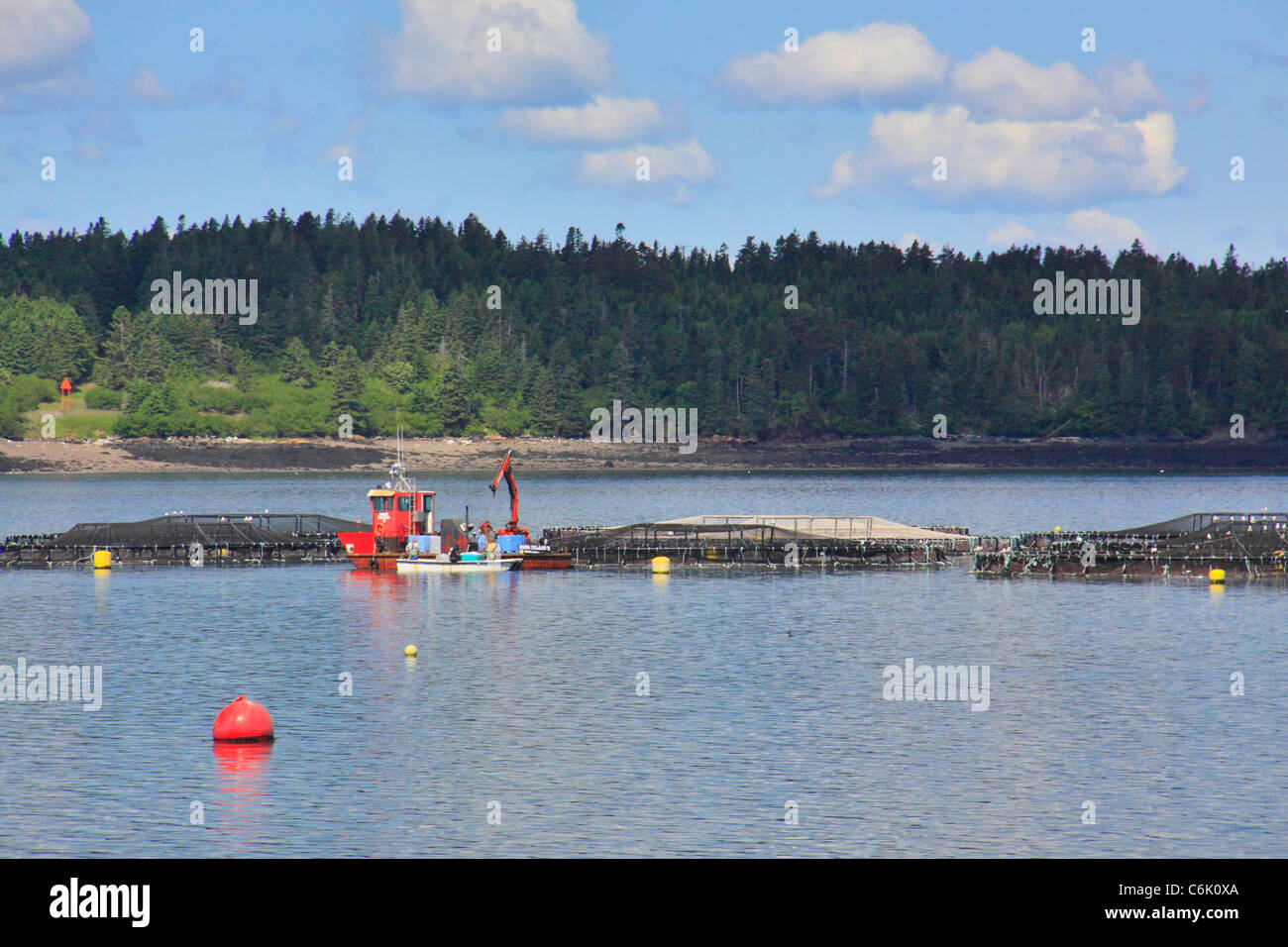 Granja del Salmón en el Atlántico norte, Welshpool, Campobello Island, New Brunswick, Canadá Foto de stock