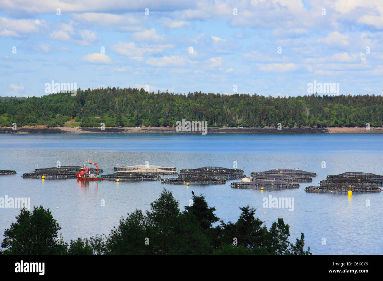 Granja del Salmón en el Atlántico norte, Welshpool, Campobello Island, New Brunswick, Canadá Foto de stock