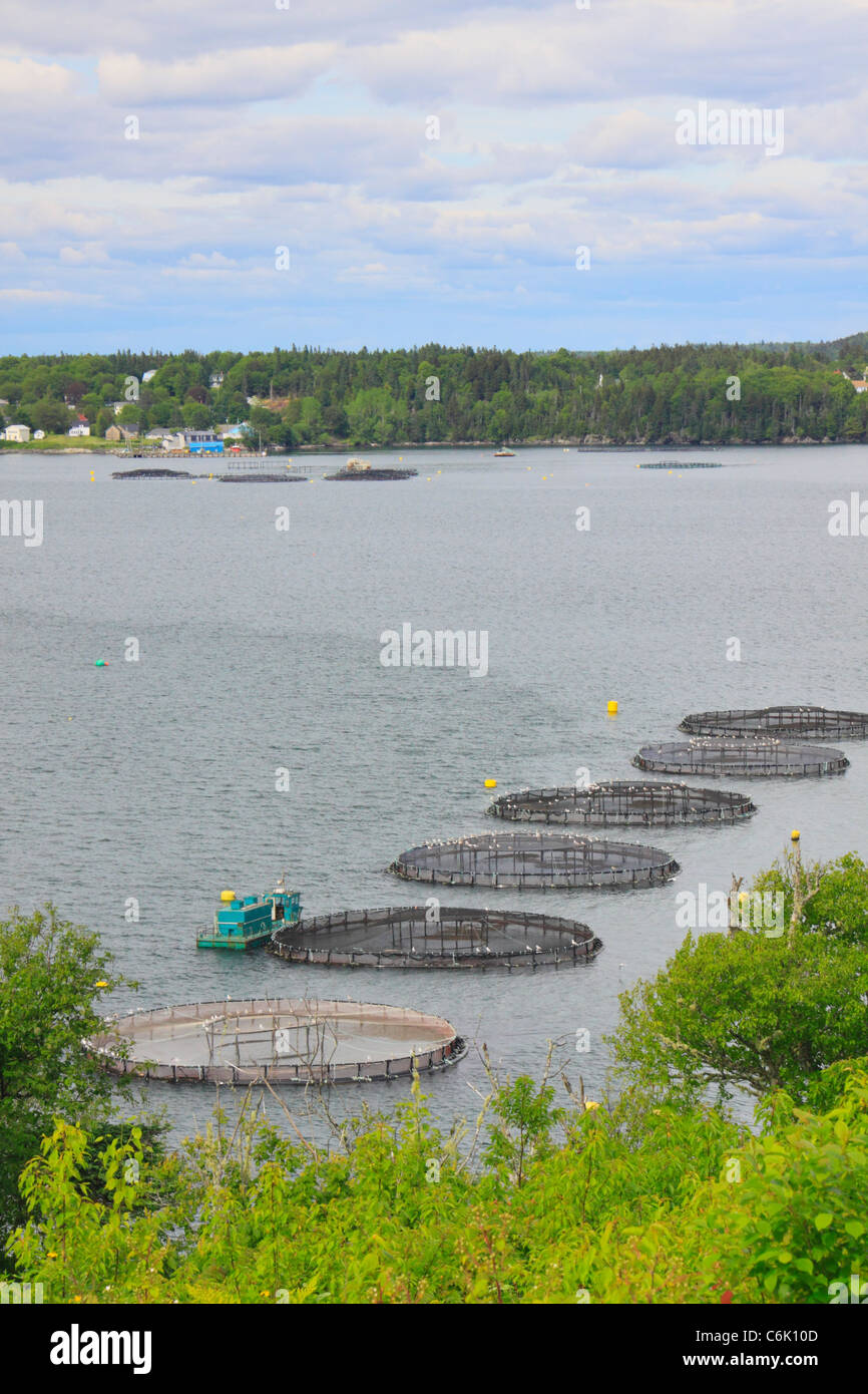 Granja del Salmón en el Atlántico norte, Welshpool, Campobello Island, New Brunswick, Canadá Foto de stock