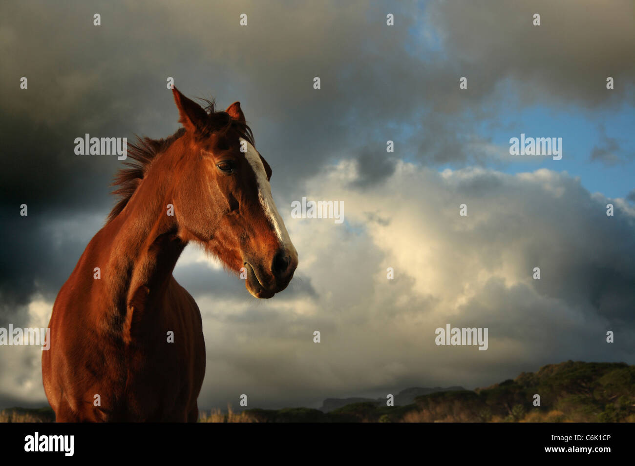 Ángulo de visión baja de un caballo con nubes de tormenta en el fondo Foto de stock