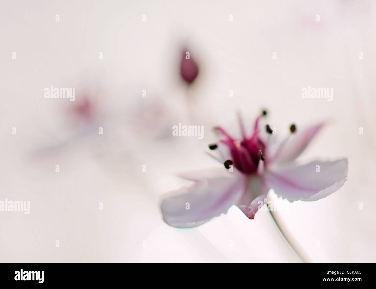 Floración rush (Butomus umbellatus) sobre blanco Foto de stock