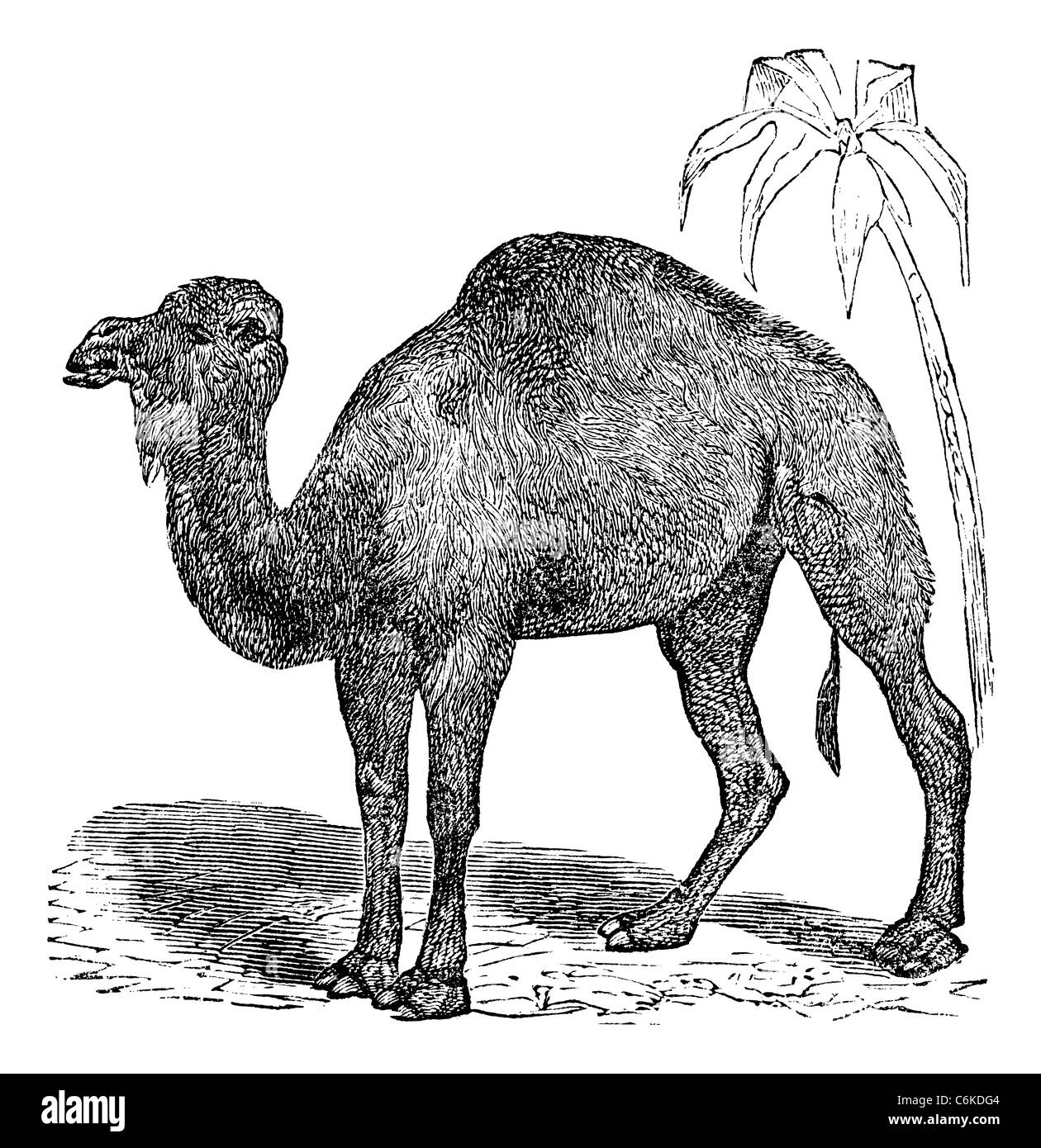 Camello arábigo o dromedario, Camelus dromedarius vintage grabado. Antigua ilustración grabada de dromedario cerca de palm tree Foto de stock