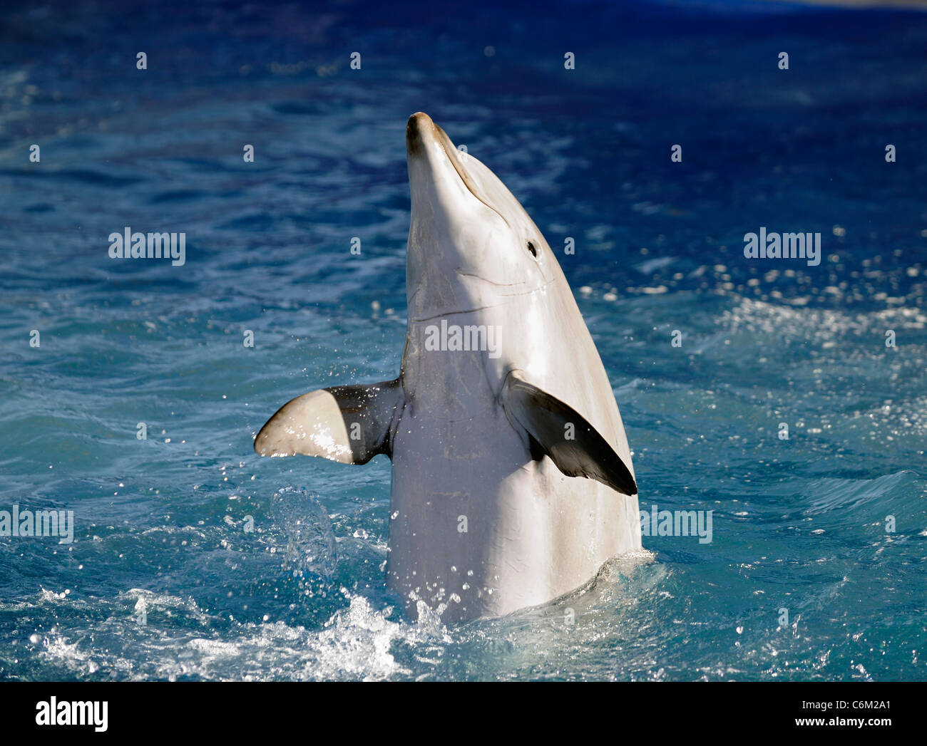 Aleta de delfín fotografías e imágenes de alta resolución - Alamy
