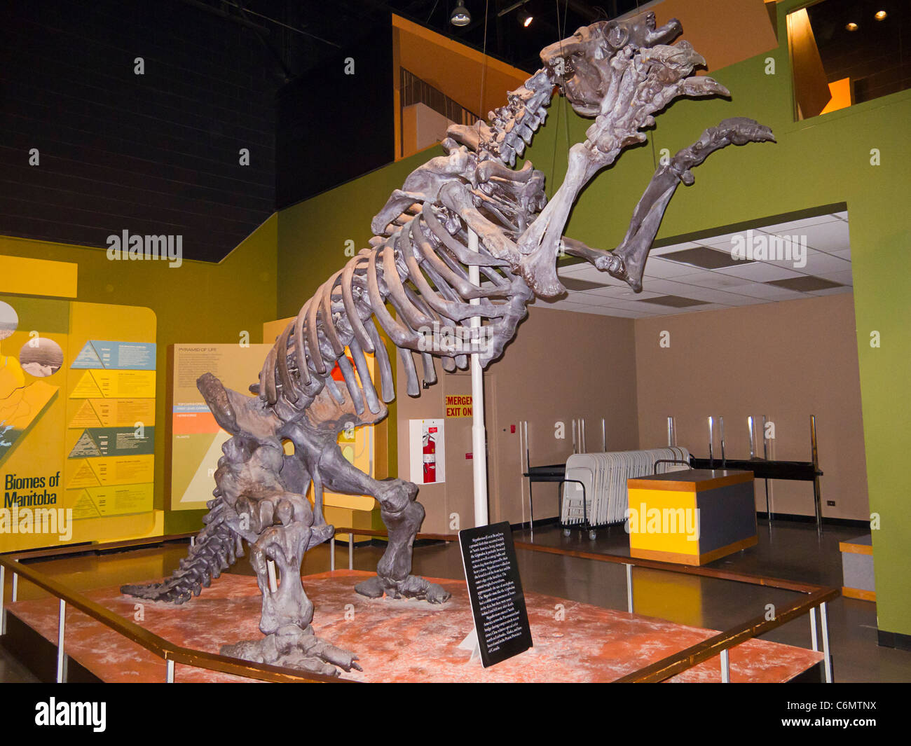Esqueleto de un megatherium, un gigante Ground Sloth que vivió hace 5 millones de años.En exhibición en el museo de Manitoba en Winnipeg, MB Foto de stock