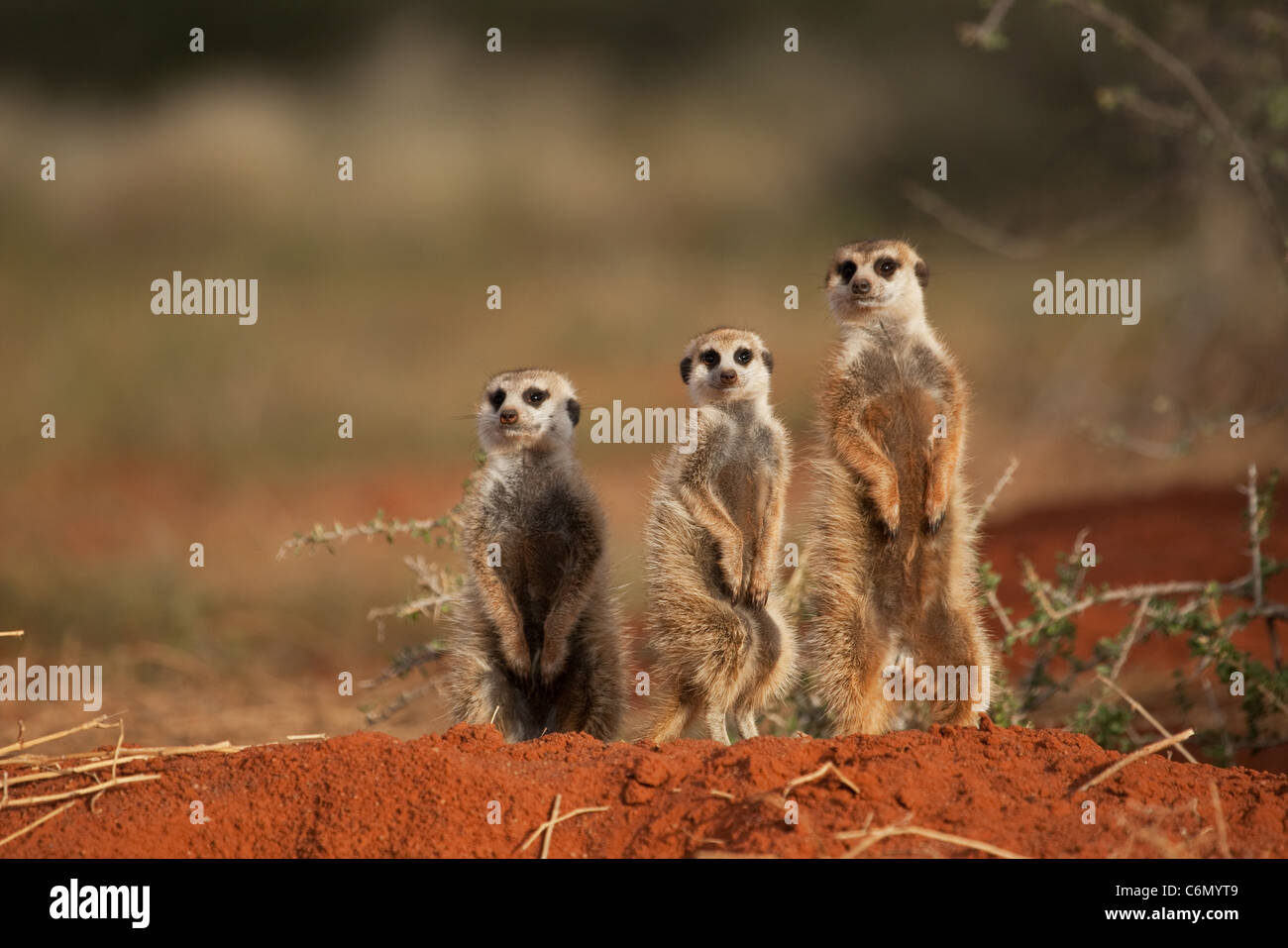 La familia suricata o sobre el mirador Foto de stock