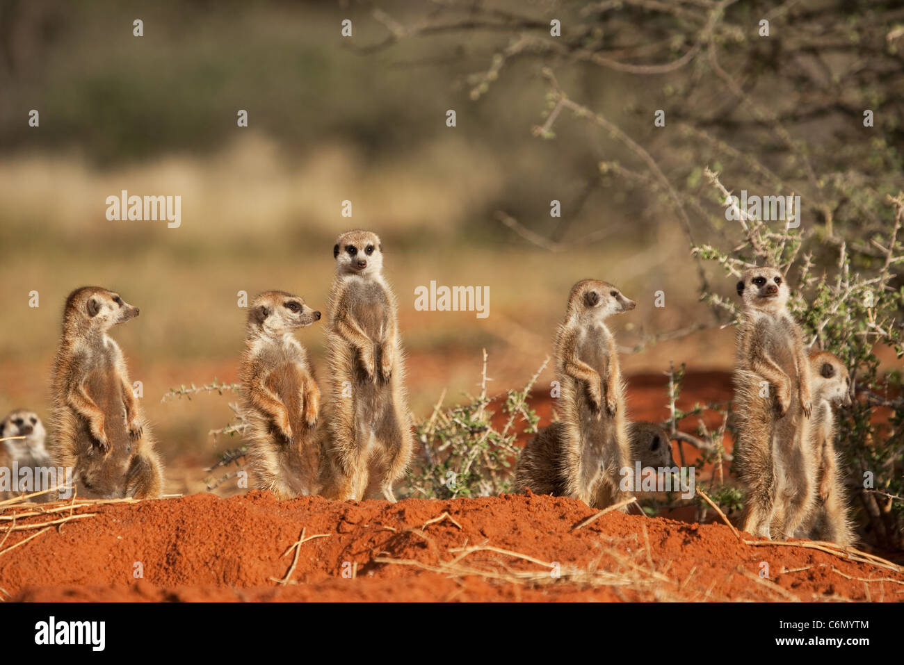 La familia suricata o sobre el mirador Foto de stock