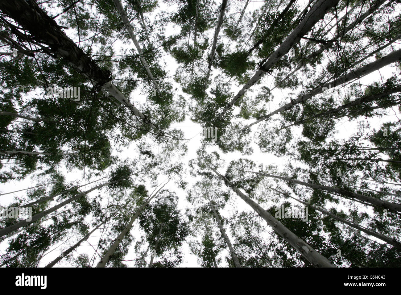 Altos eucaliptos vista desde abajo Foto de stock