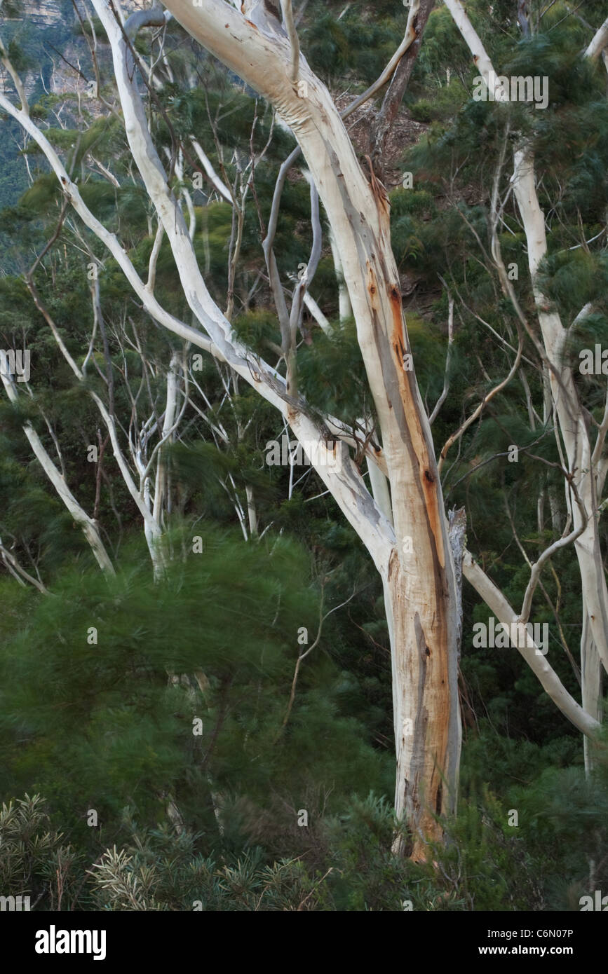 Blue Gum árboles con el movimiento de los arbustos en el viento Foto de stock