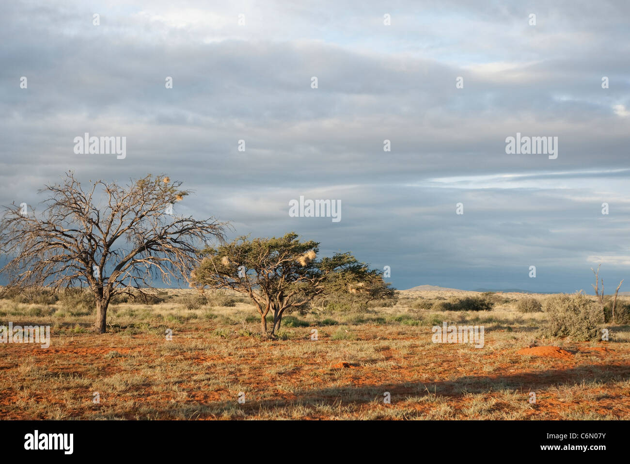 El Kalahari paisaje con árboles y nidos de tejedores comunales Foto de stock