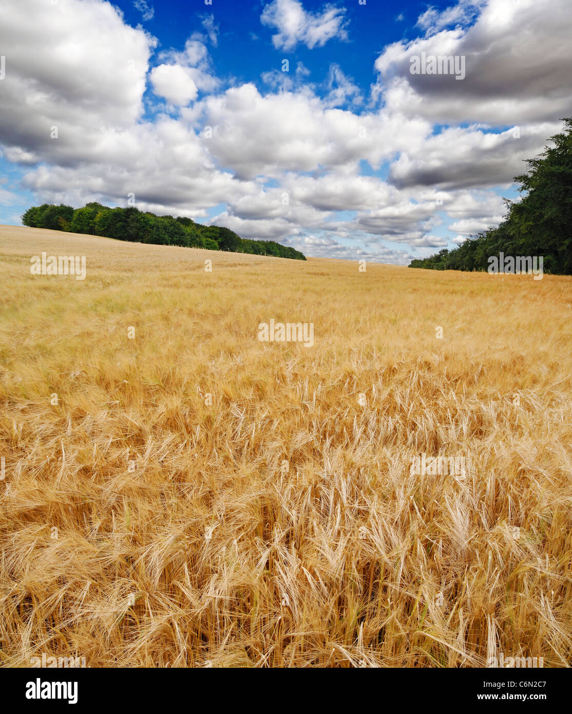Campo de cebada, Knighton, Oxfordshire, Reino Unido. Foto de stock