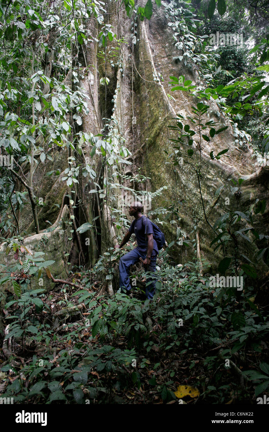 Gran apuntalado tree (Desbordesia glaucescens: Irvingiaceae) en bosque tropical costero, Camerún. Foto de stock