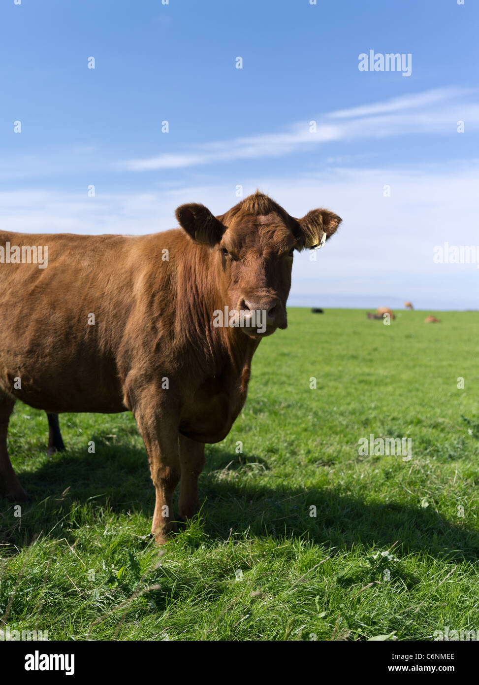 dh Escocés ganado vaca VACAS CARNE Reino Unido ANIMALES DE GRANJA Orkney escocia campo de ganado gran bretaña Foto de stock