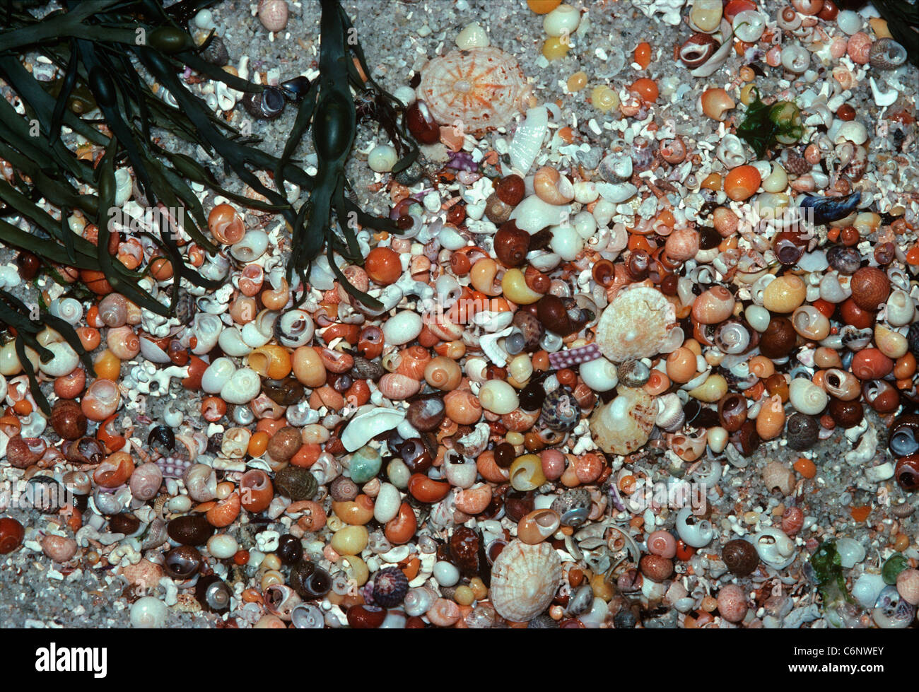 Conchas expuestos en la marea baja. Las islas Glénan, Bretaña Francia, Atlántico Norte Foto de stock