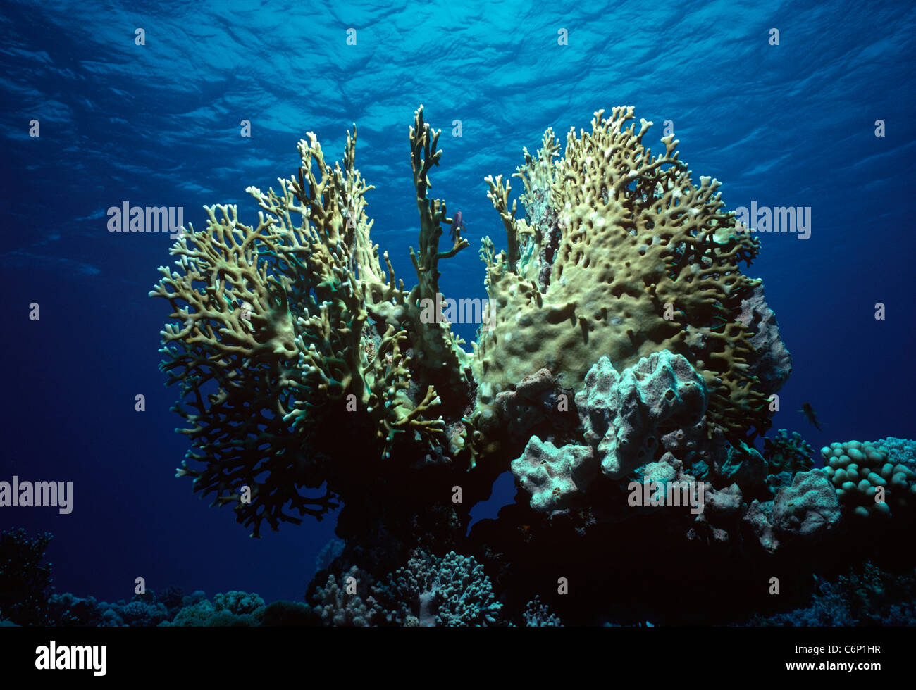 Coral de fuego (Millepora tenella). Mar Caribe, Las Bahamas Foto de stock