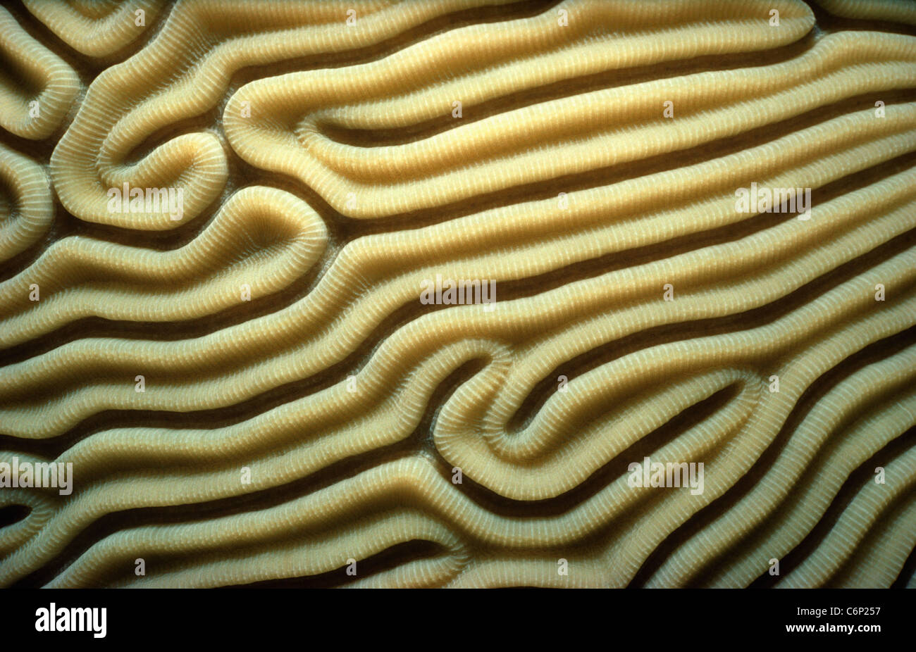 Coral Cerebro (Diploria labyrinthiformis). Mar Caribe, Las Bahamas Foto de stock
