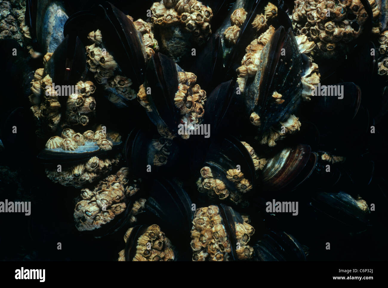 Percebes (Chthamalus stellatus) conectados a mejillones (Mytilus edulis). Las islas Glénan, Bretaña, Francia, el Océano Atlántico. Foto de stock