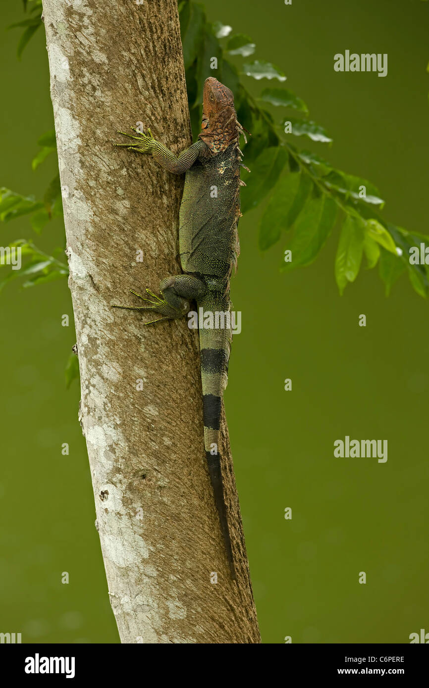 Iguana verde (Iguana iguana) - Costa Rica - Selva Tropical Foto de stock