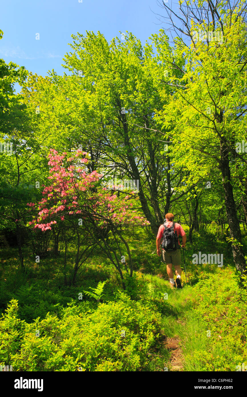 Oculto, PassageTrail Flat Rock y llanuras rugiente, Dolly Sods, Dry