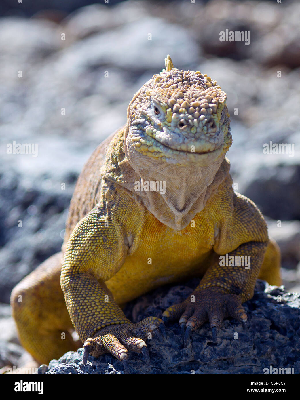 Iguanas terrestres (Conolophus subcristatus), Plaza Sur, Islas