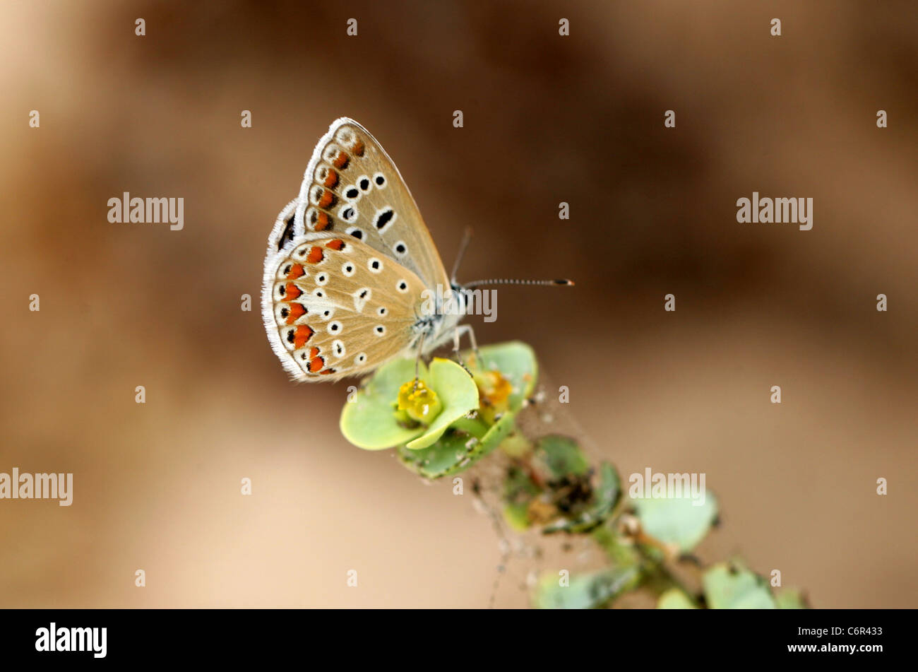 Macho azul común mariposa, Polyommatus icarus, Lycaenidae, Mar spurge, Euphorbia paralias, Corralejo, Fuerteventura. Foto de stock