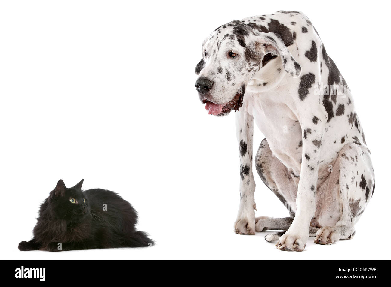 Un perro y un gato delante de un fondo blanco. Foto de stock
