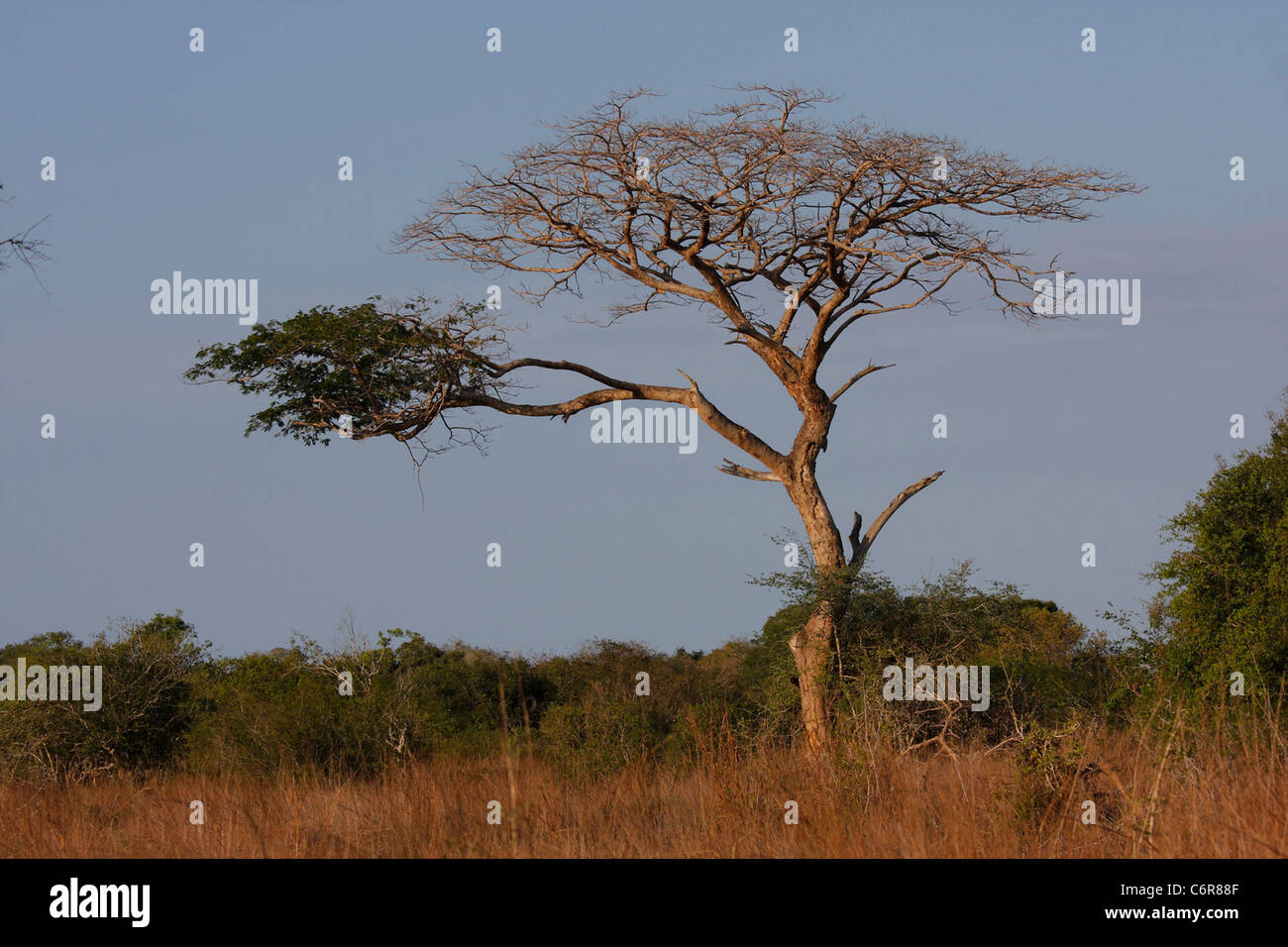 Morir corona plana tree Foto de stock