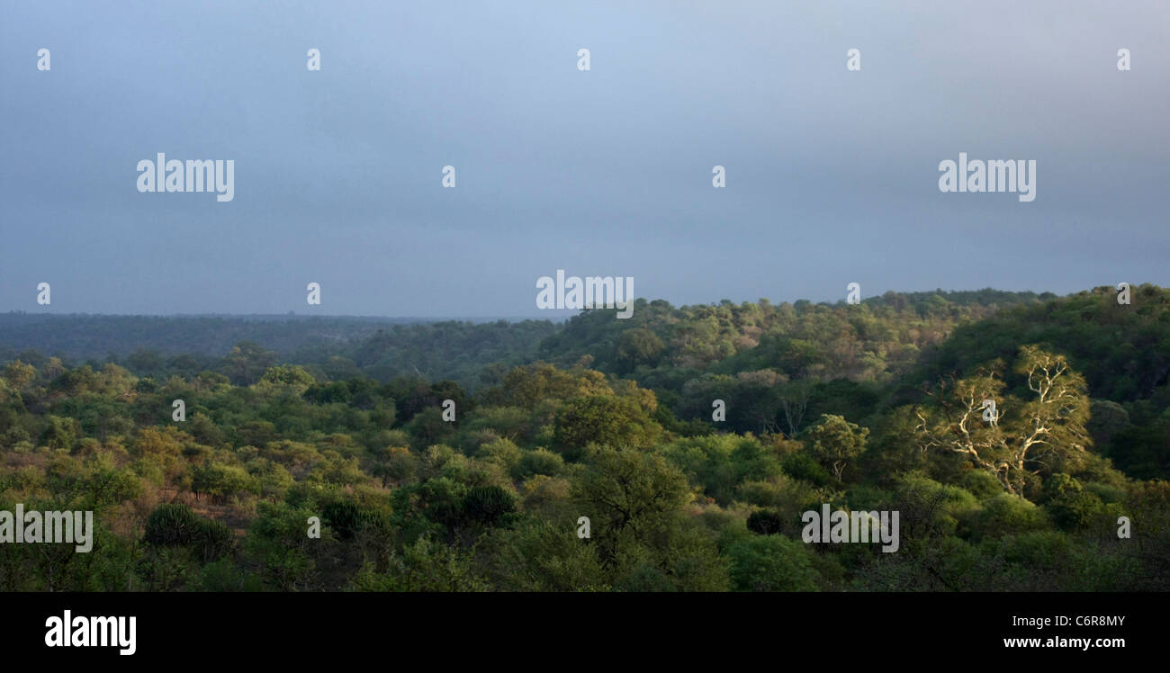 Pintoresco paisaje de sabana arbolada en la parte oriental del Parque Kruger Foto de stock