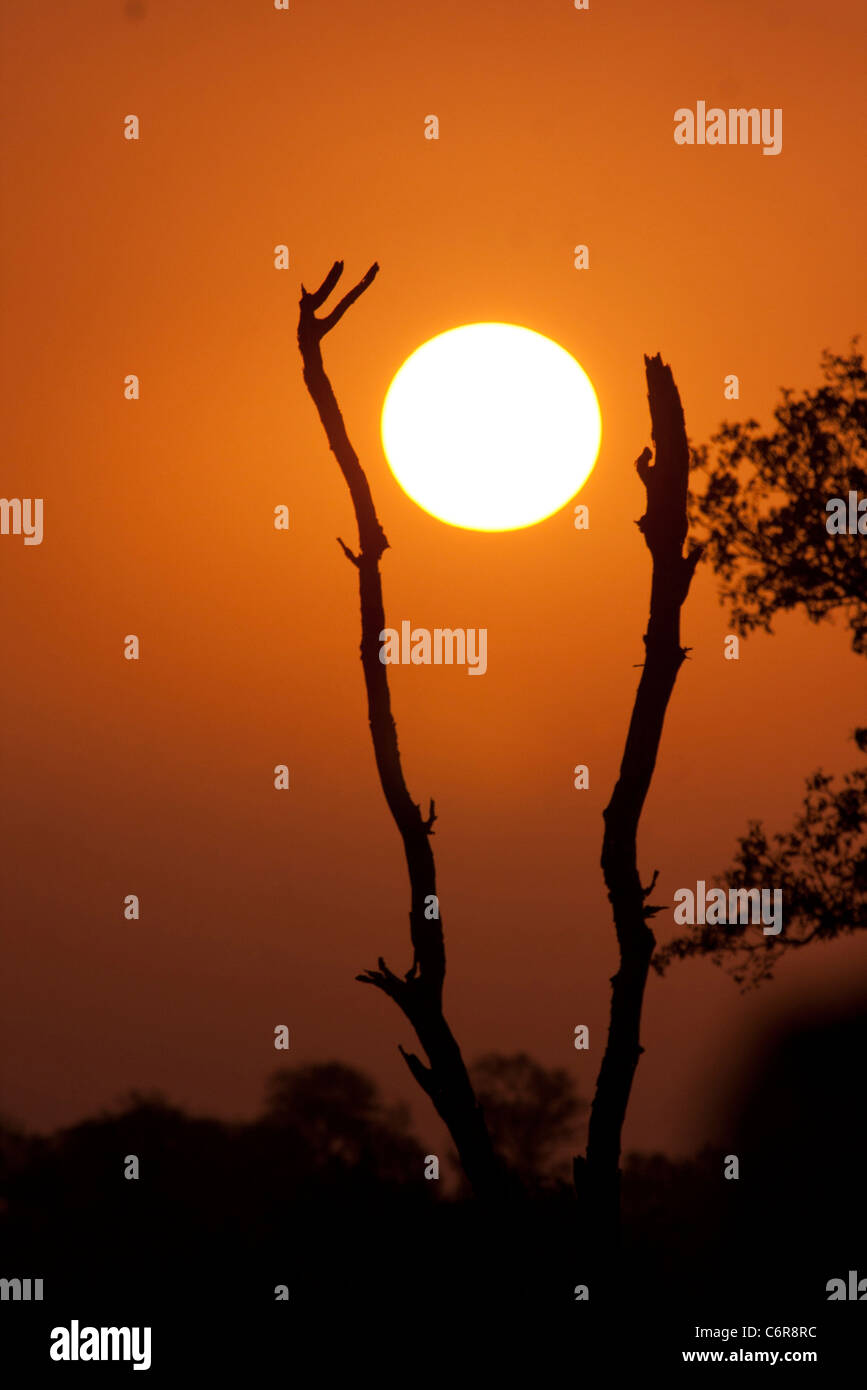 Sabana arbolada del atardecer con cielo anaranjado y puesta de sol entre las dos ramas de árbol muerto silueta Foto de stock