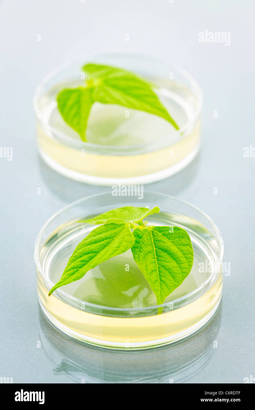 Las plantas modificadas genéticamente probados en placas de petri Foto de stock