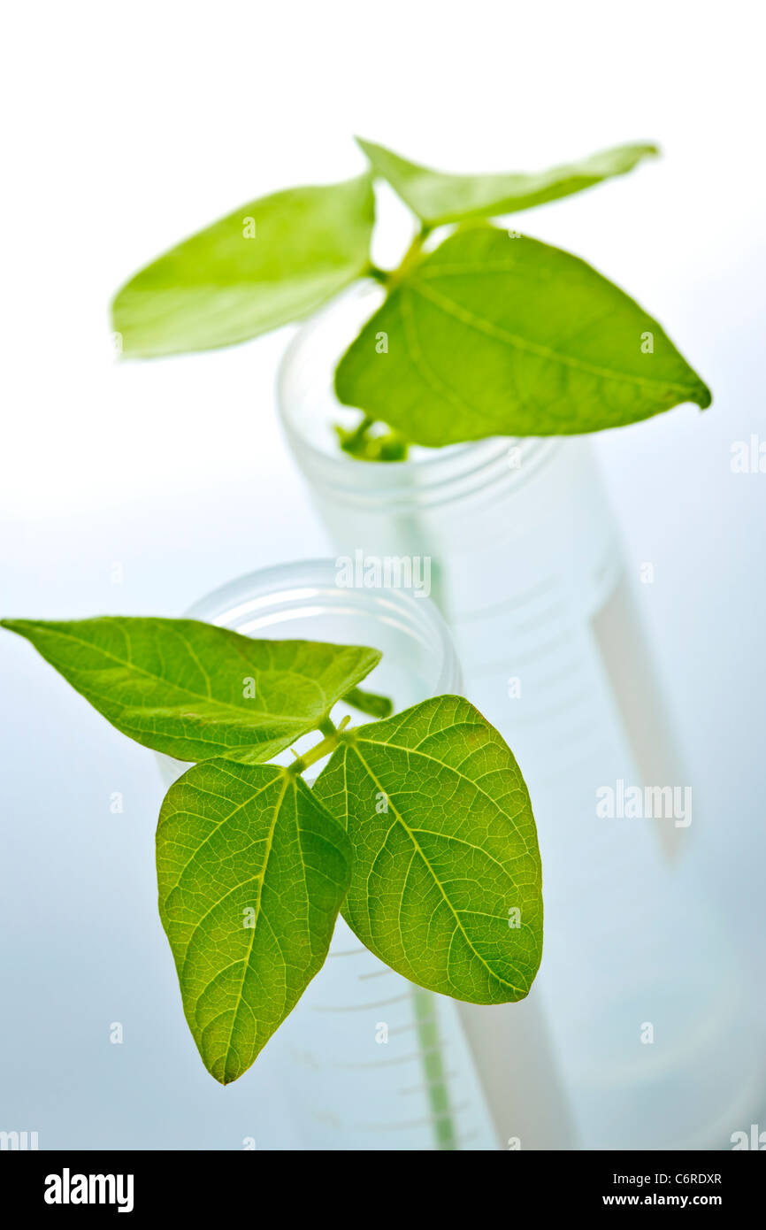 Las plántulas de plantas genéticamente modificadas en dos tubos de ensayo Foto de stock