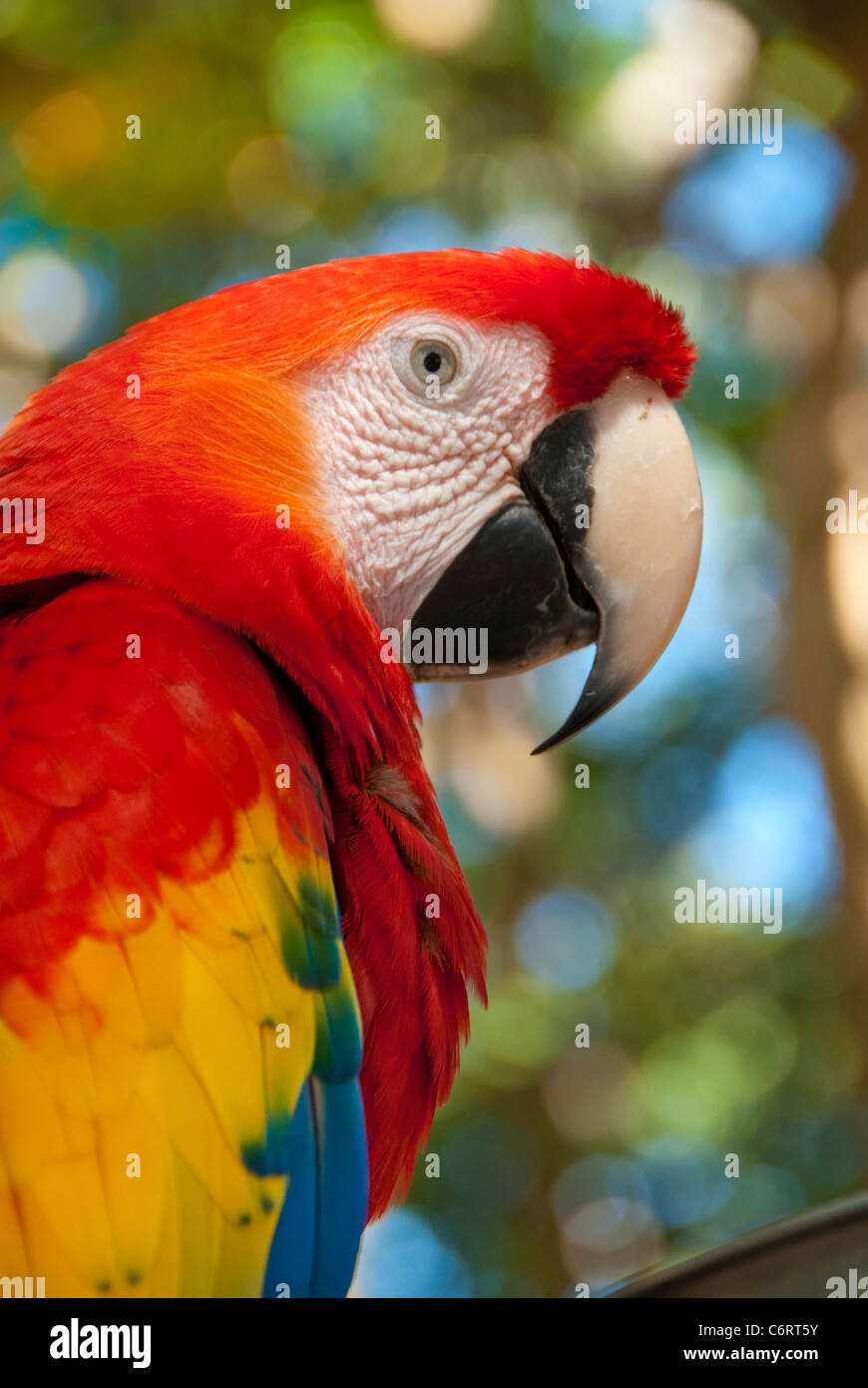 Parrot en colores rojos, azules, amarillos y verdes, fotografiada en las selvas de Honduras Foto de stock