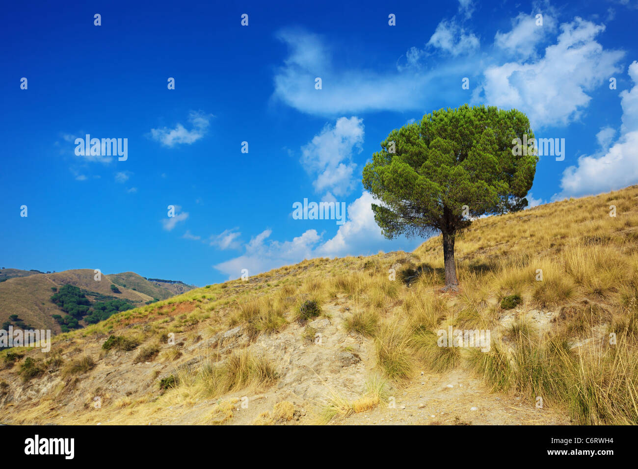 Paisaje idílico de un solitario pino en tórridos colinas de Calabria Foto de stock