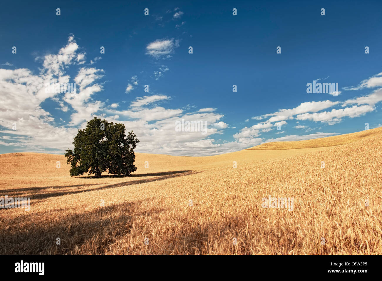 tarde máquina emoción Árbol solitario que se encuentra entre los campos de trigo de oro de verano  de Washington oriental del país Palouse y Condado de Whitman Fotografía de  stock - Alamy