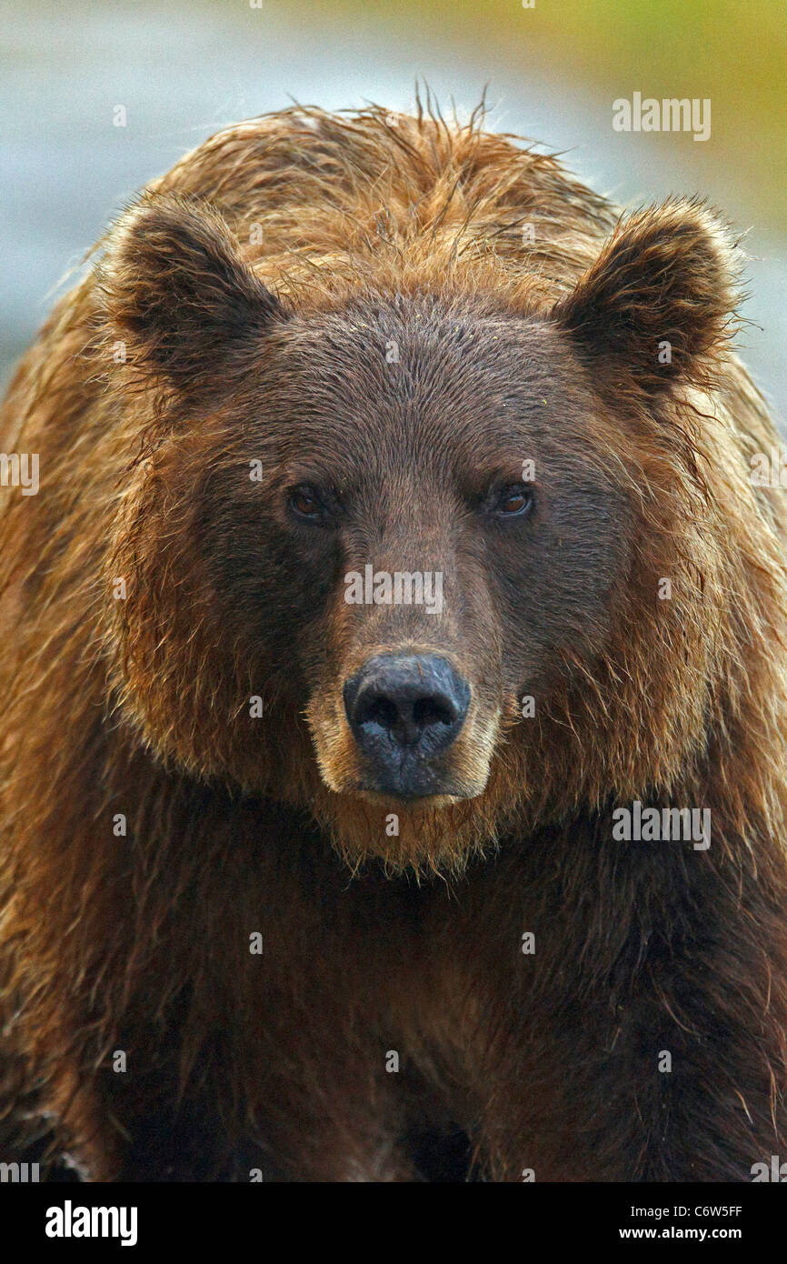 Vista detallada de un norteamericano el oso pardo (Ursus arctos horribilis) siembre, Lake Clark National Park, Alaska, Estados Unidos Foto de stock