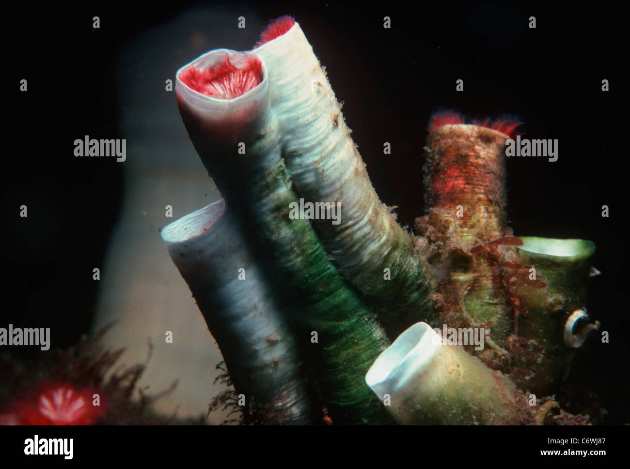 Gusanos de tubo rojo (Serpula vermicularis) retraído en sus tubos de protección. Puget Sound, Washington, Estados Unidos, el norte del Océano Pacífico Foto de stock